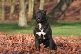 CANE CORSO 1344